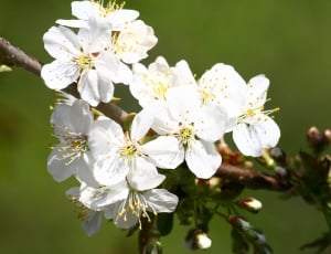 white fruit blossom thumbnail