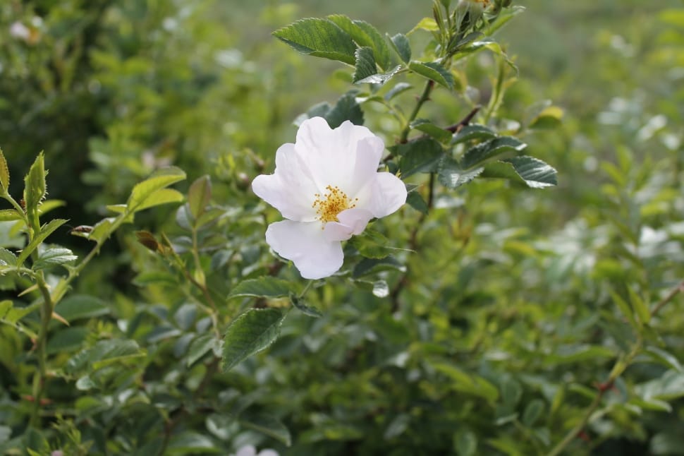 white rosehip flower preview