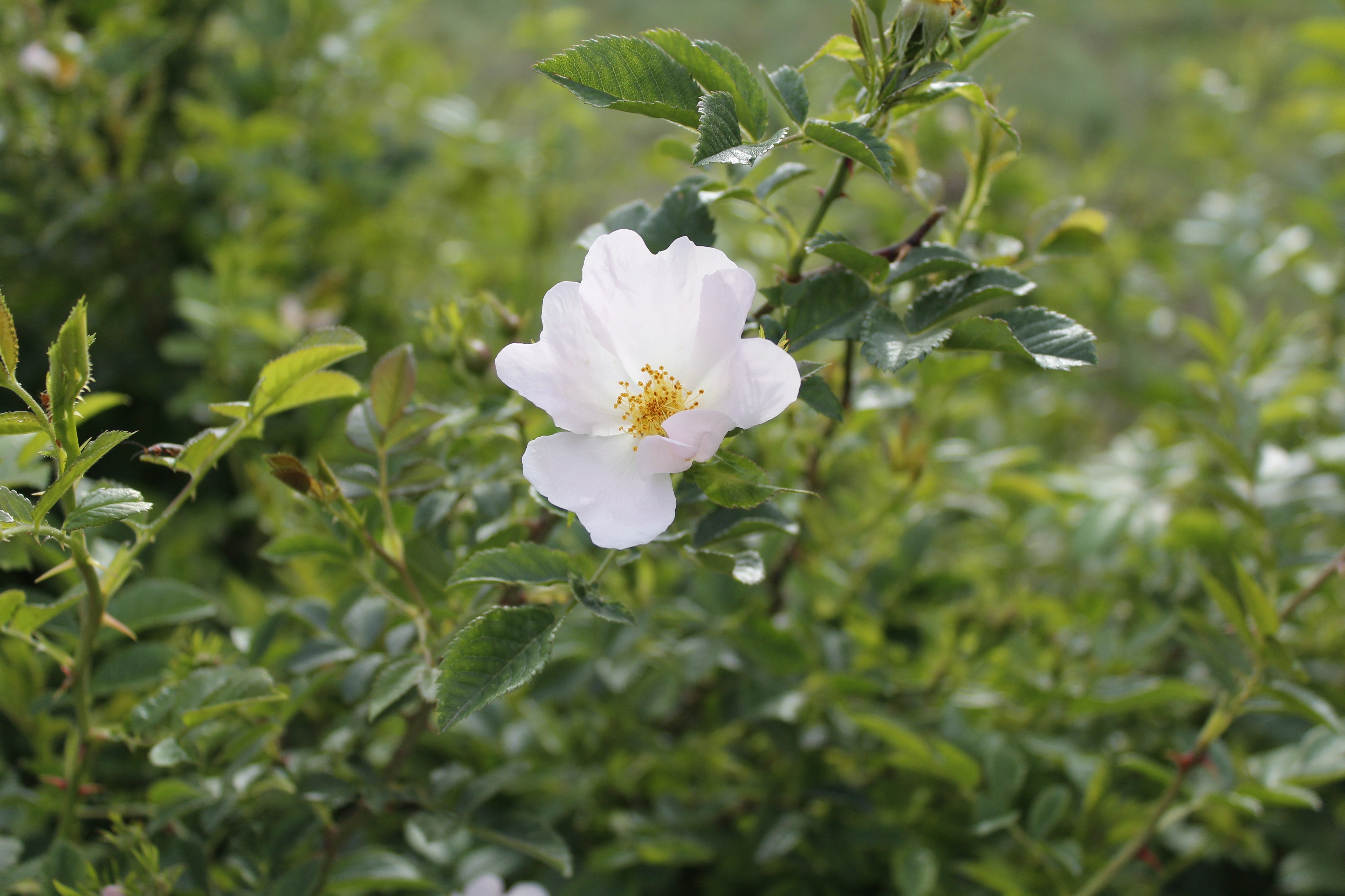 white rosehip flower