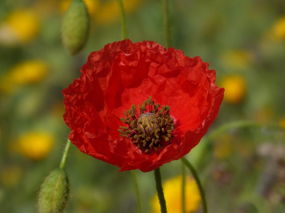 Detail, Color, Poppy, Ababol, Red, flower, nature preview