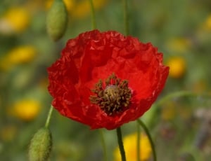 Detail, Color, Poppy, Ababol, Red, flower, nature thumbnail