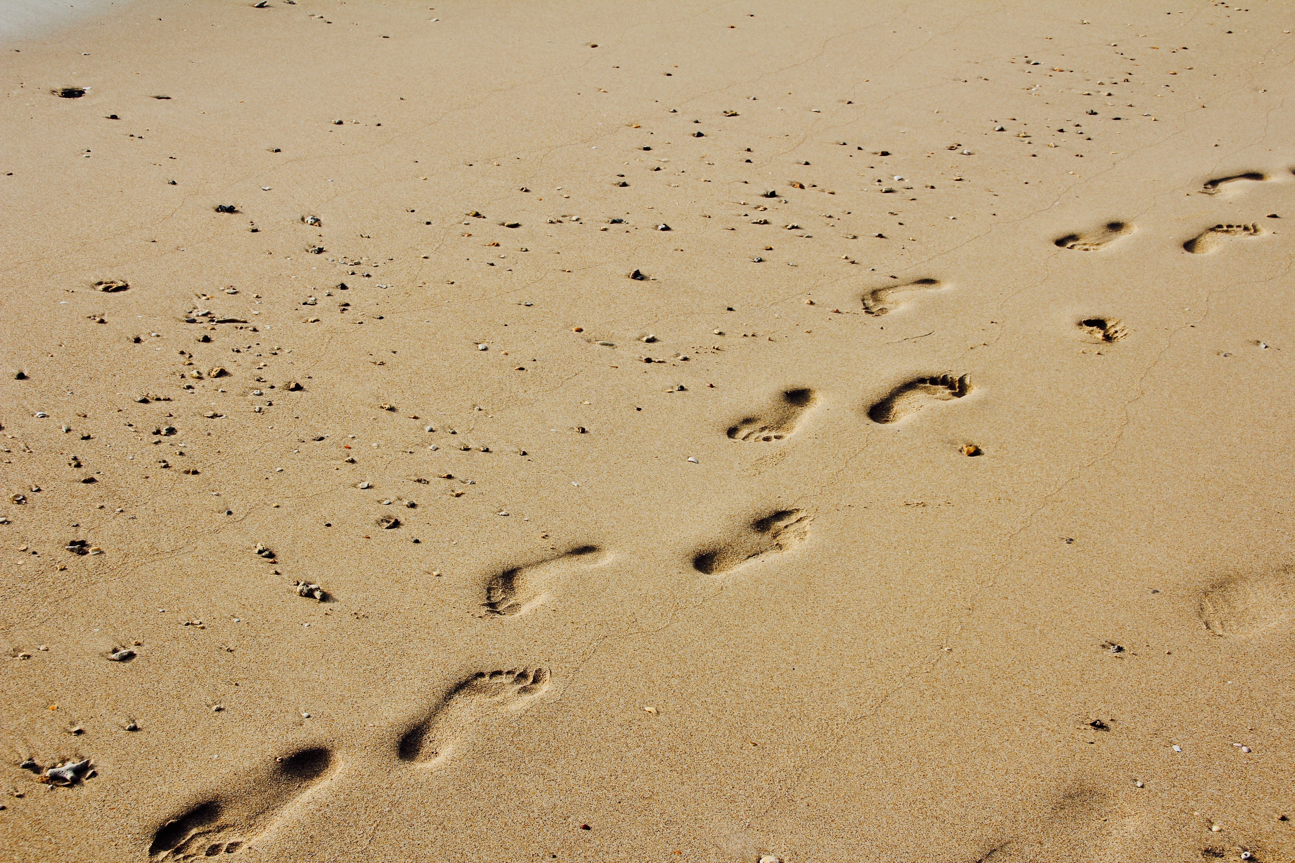 Footprints, Sun, Sand, paw print, footprint