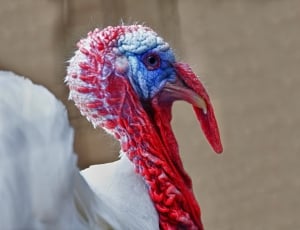 Male, Portrait, Turkey, Bird, Poultry, bird, one animal thumbnail
