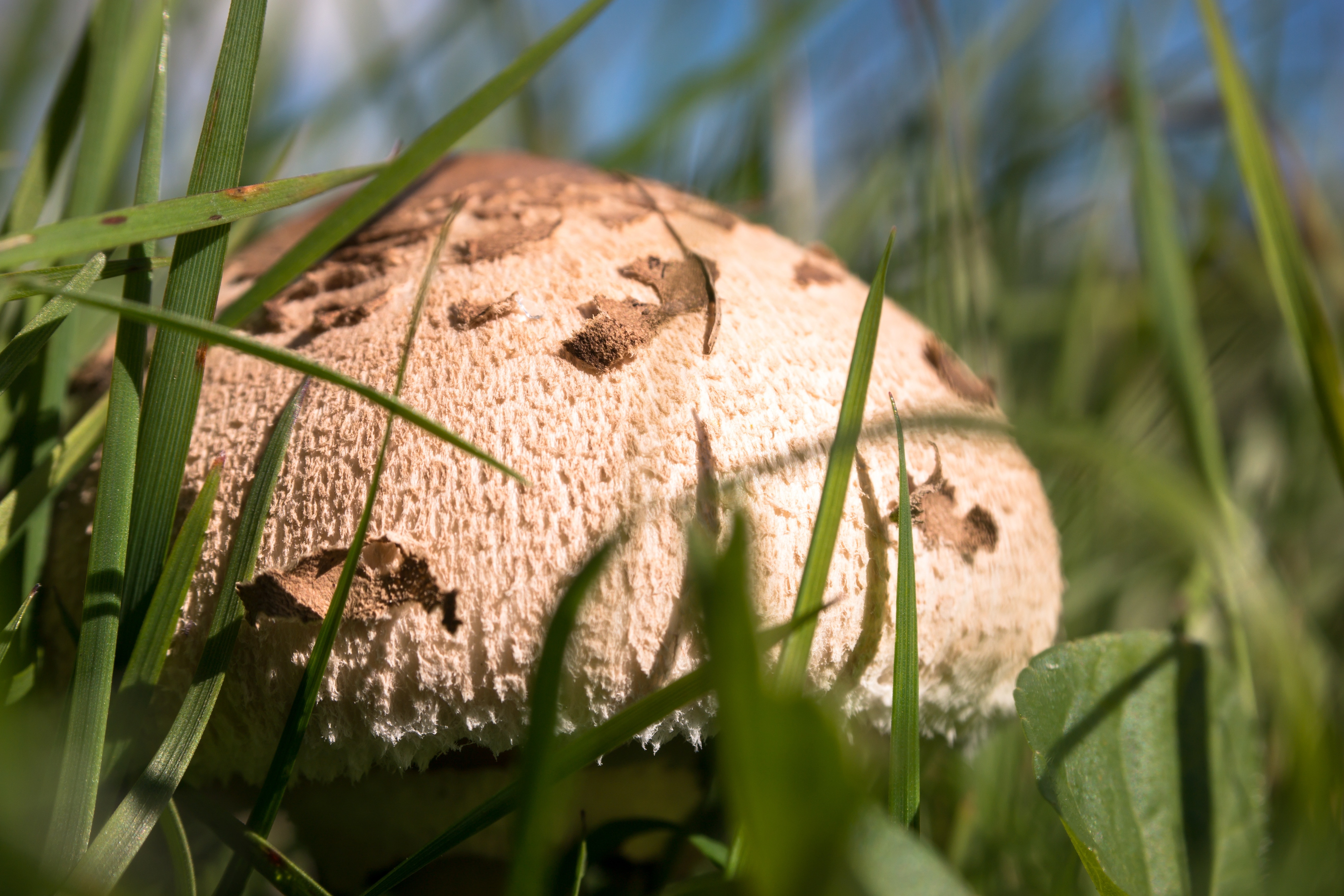 brown and beige mushroom