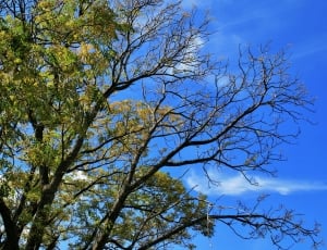 Tree, Leaves, Branches, Green, Foliage, tree, blue thumbnail