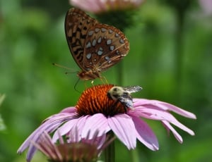 bee and butterfly on purple flower thumbnail