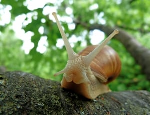 shallow focus photography of brown snail on tree trunk during daytime thumbnail