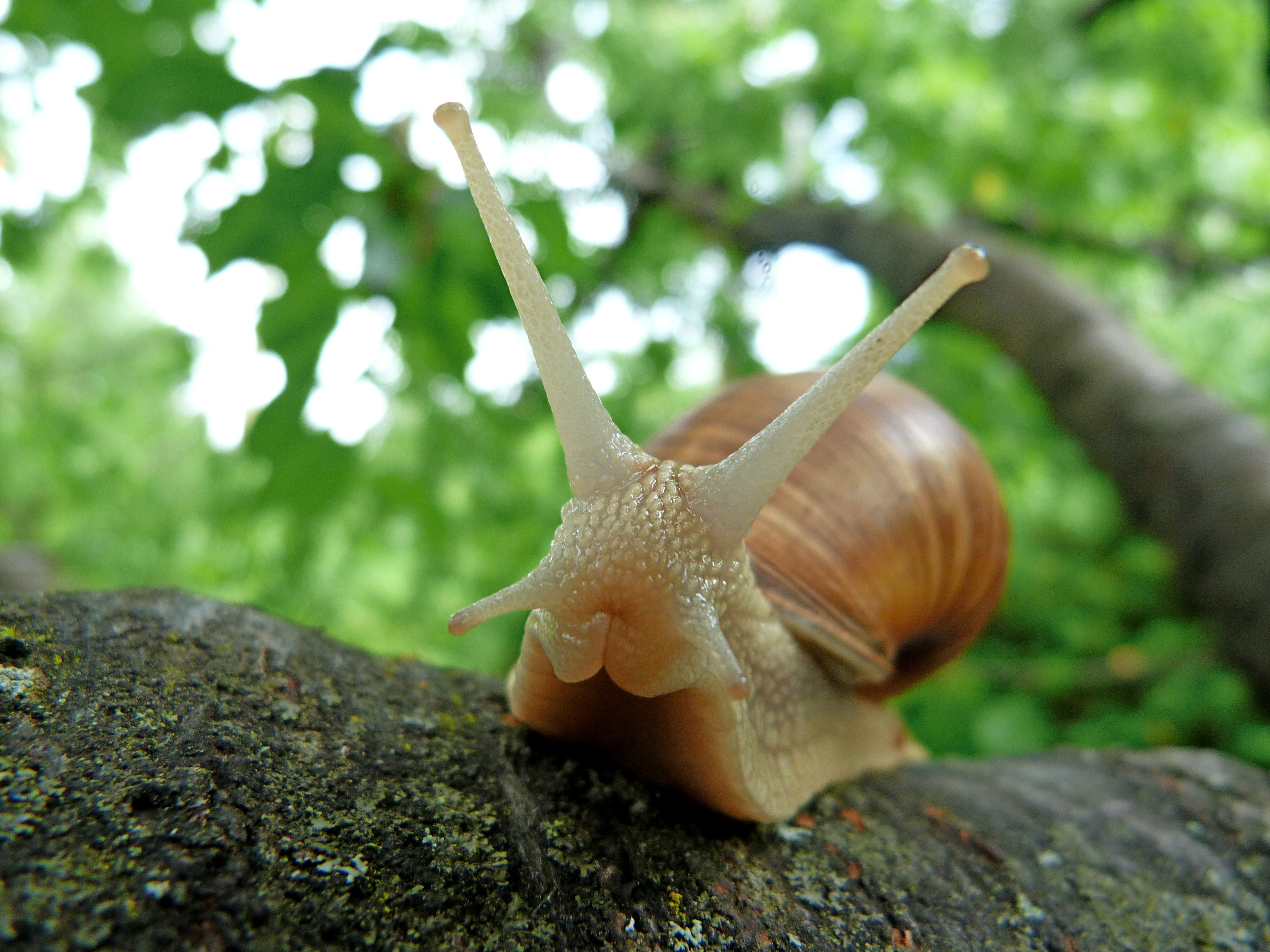 shallow focus photography of brown snail on tree trunk during daytime