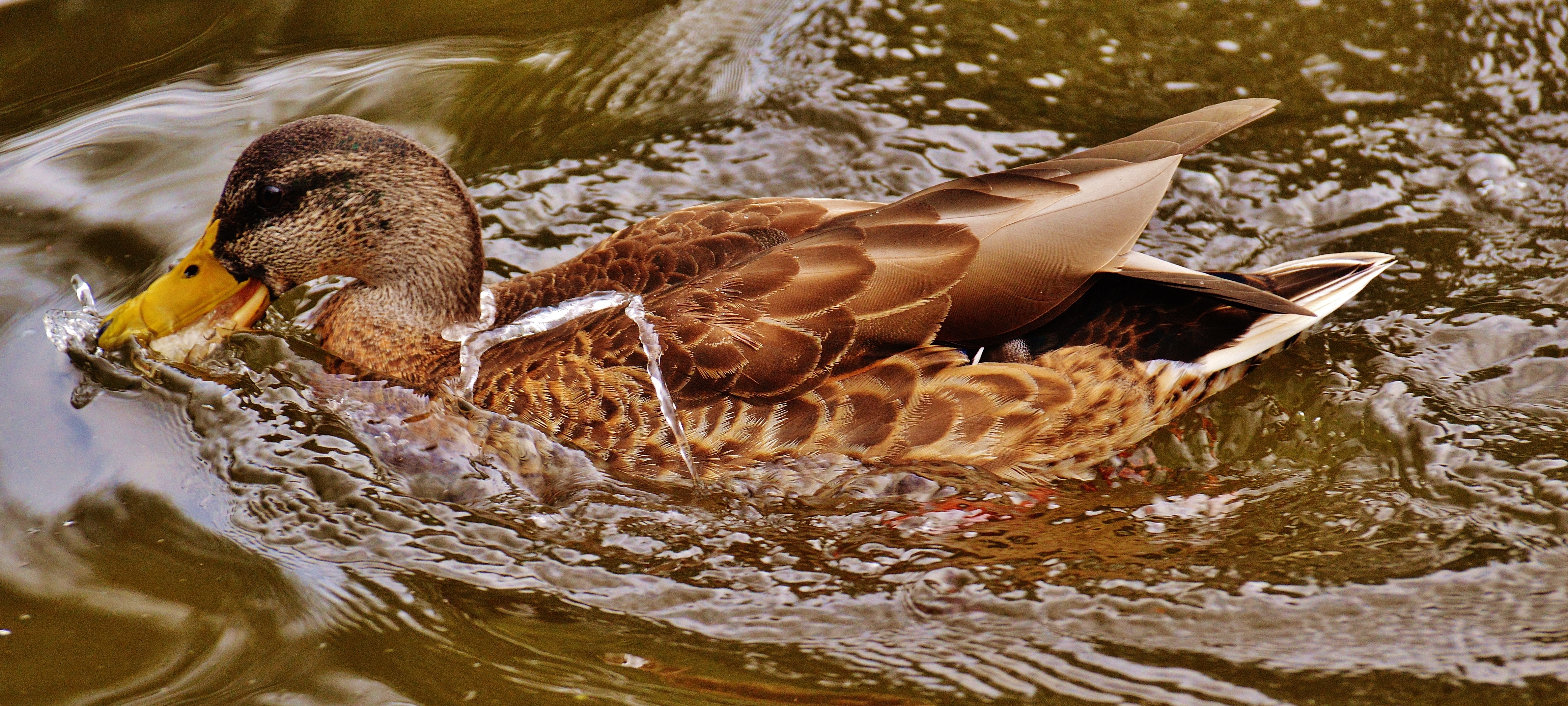 brown and gray duck