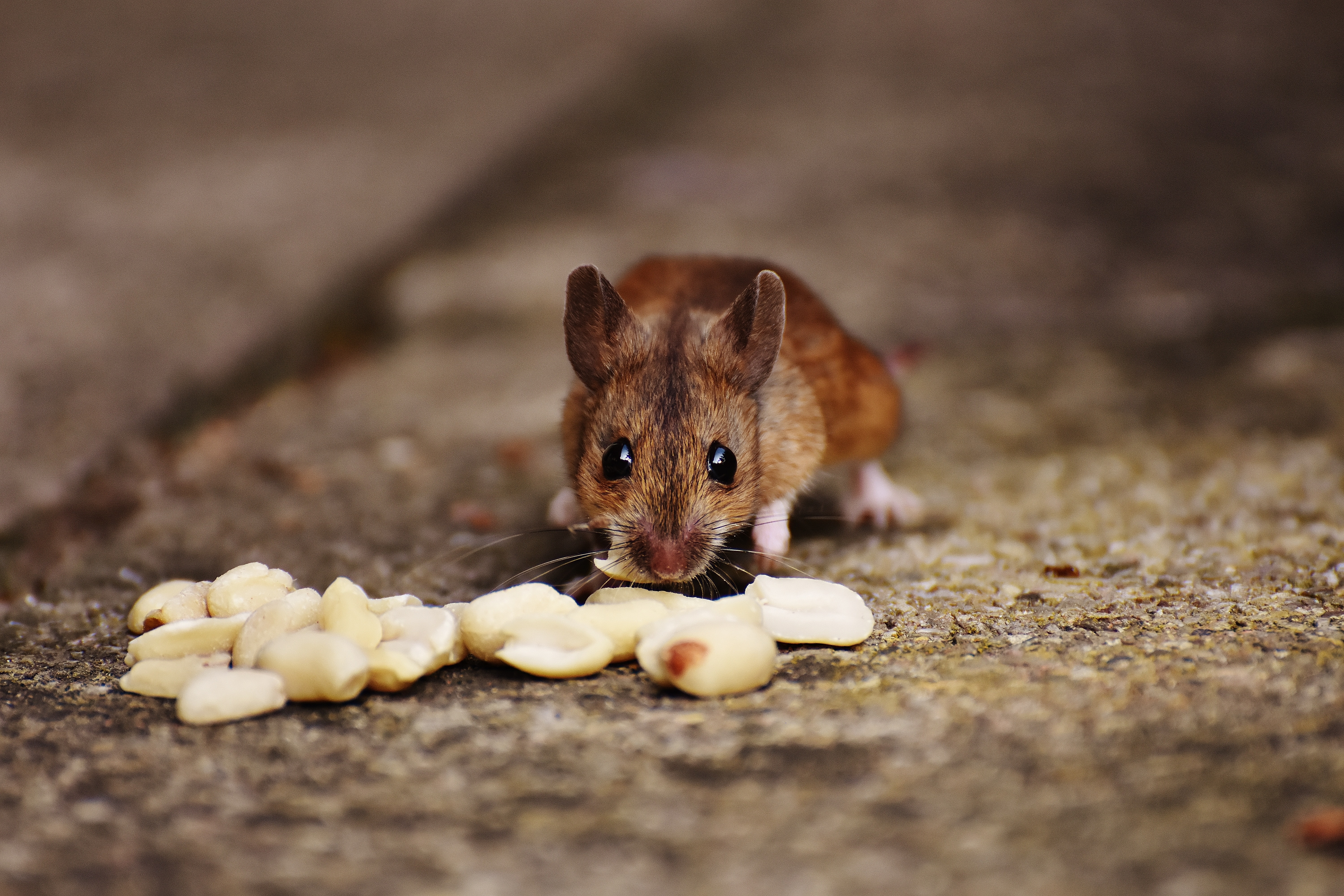 brown rat eating peanut