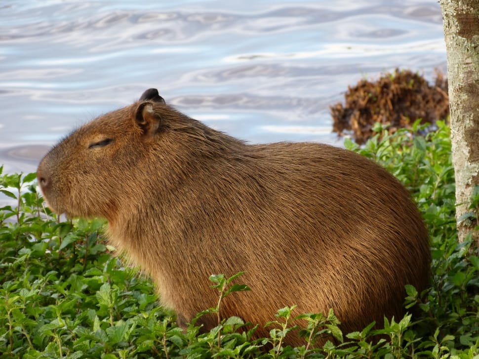 Nature, Puppy, Capybara, Animal, one animal, animal themes preview