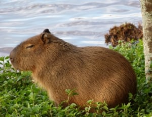 Nature, Puppy, Capybara, Animal, one animal, animal themes thumbnail