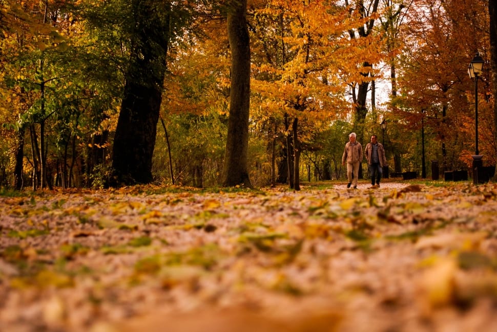 two men walking near orange leaf trees during daytime preview