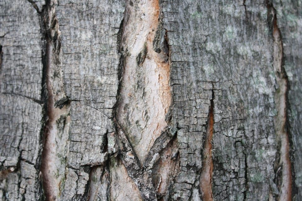 Tree, Rough, Trunk, Nature, Bark, Cracks, tree trunk, textured preview