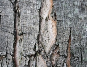 Tree, Rough, Trunk, Nature, Bark, Cracks, tree trunk, textured thumbnail