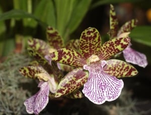 yellow and purple orchids thumbnail