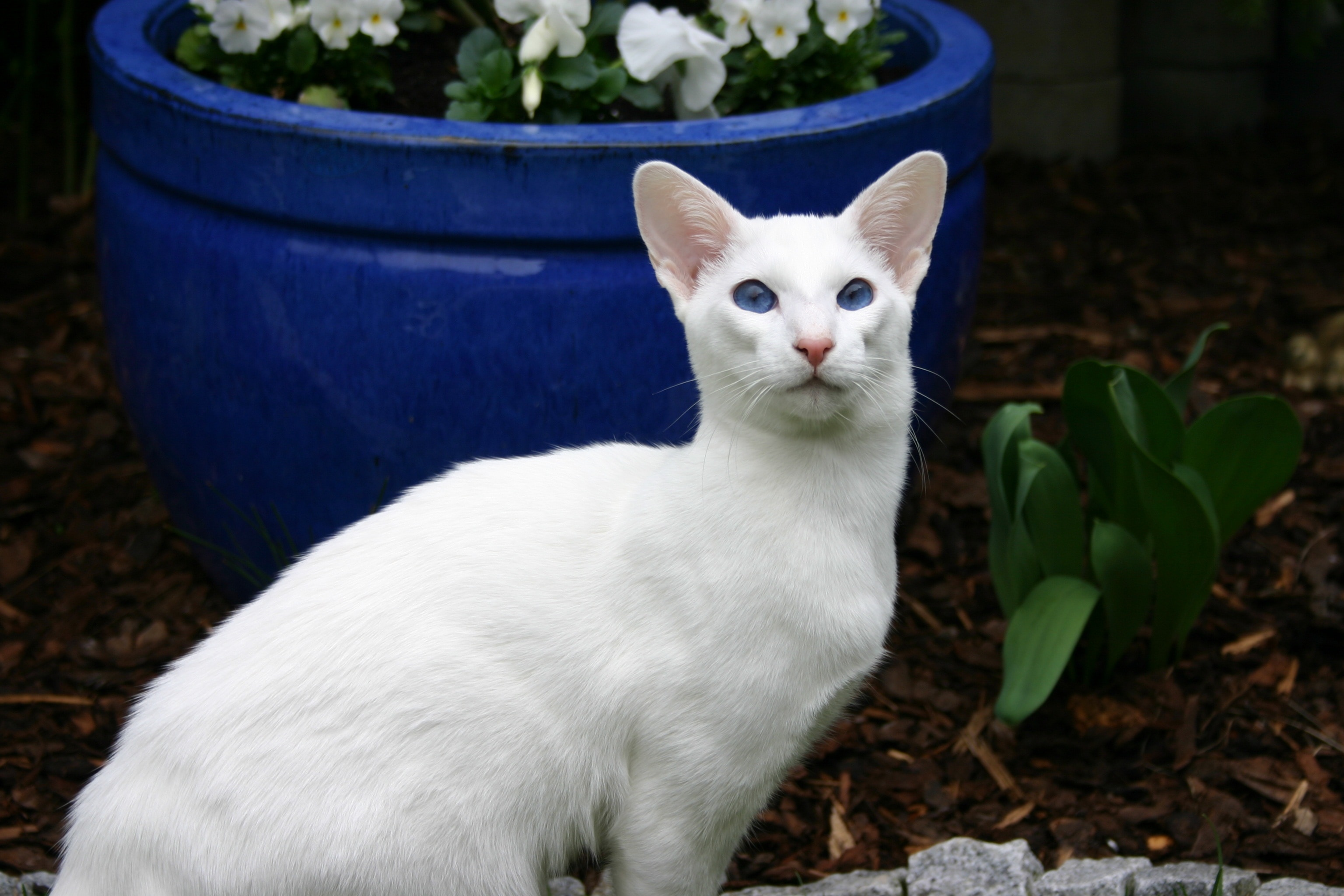 white short fur cat