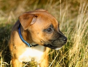 tan and white american pit bull terrier puppy thumbnail