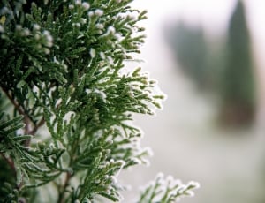 macro shot of snow filled plant thumbnail