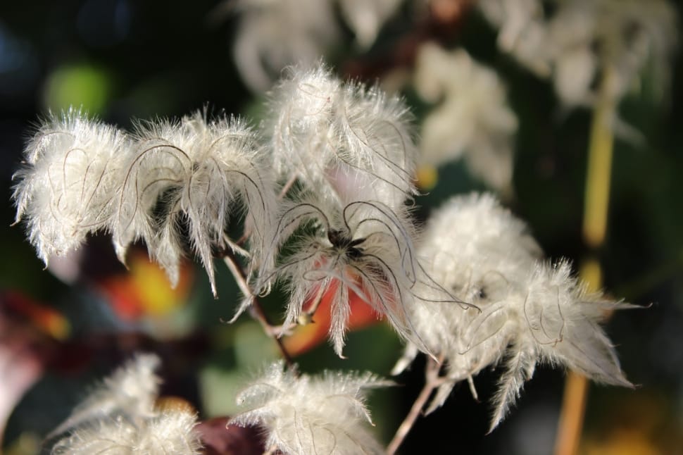 white pasque flower seed preview