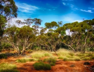 Australia, Sky, Landscape, Scenic, nature, plant thumbnail