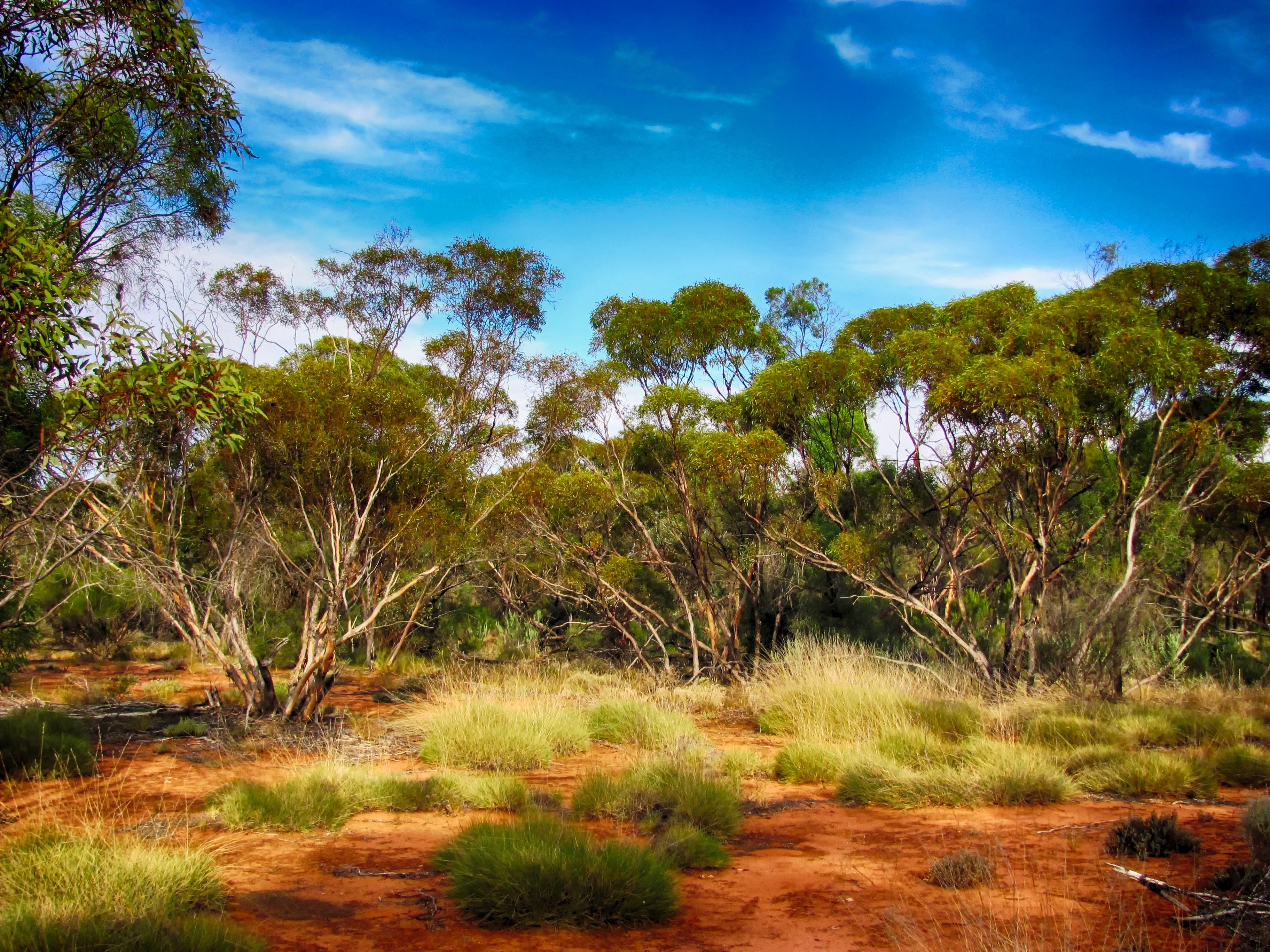Australia, Sky, Landscape, Scenic, nature, plant