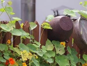 Pot, Sieve, Old, The Moat, The Fence, leaf, vegetable thumbnail
