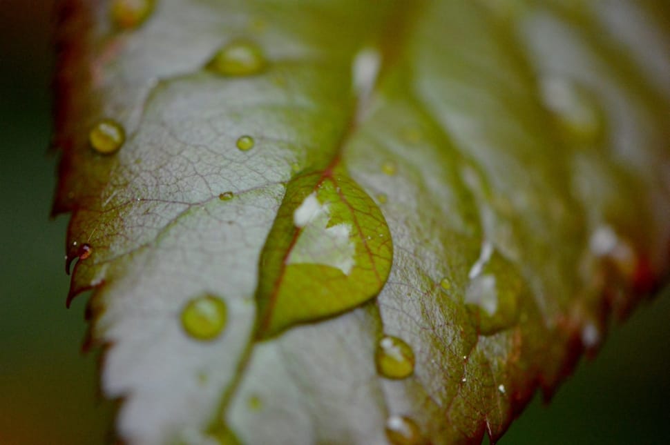 green leaf with water dew preview