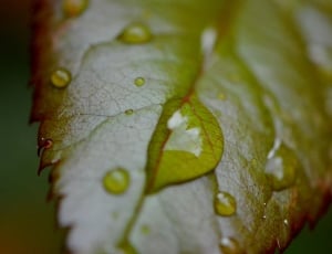 green leaf with water dew thumbnail
