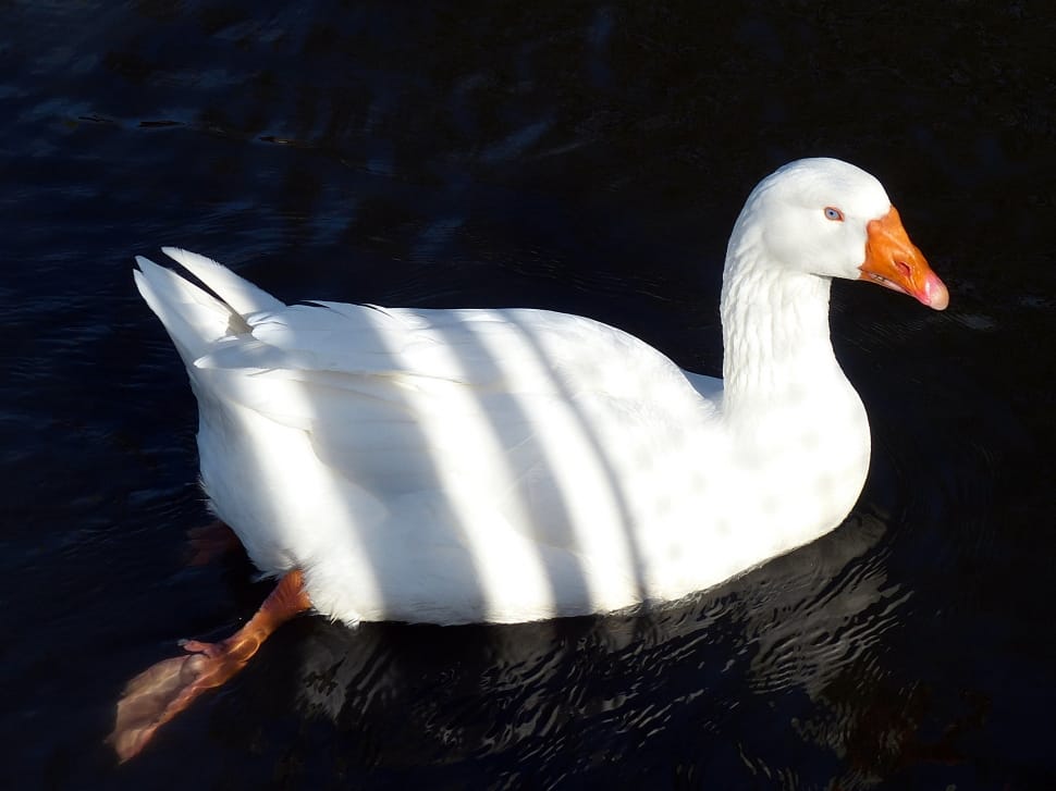 white pekin duck preview