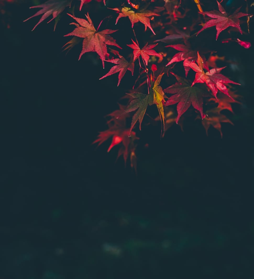maple leaves preview