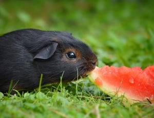 black guinea pig eating a watermelon thumbnail