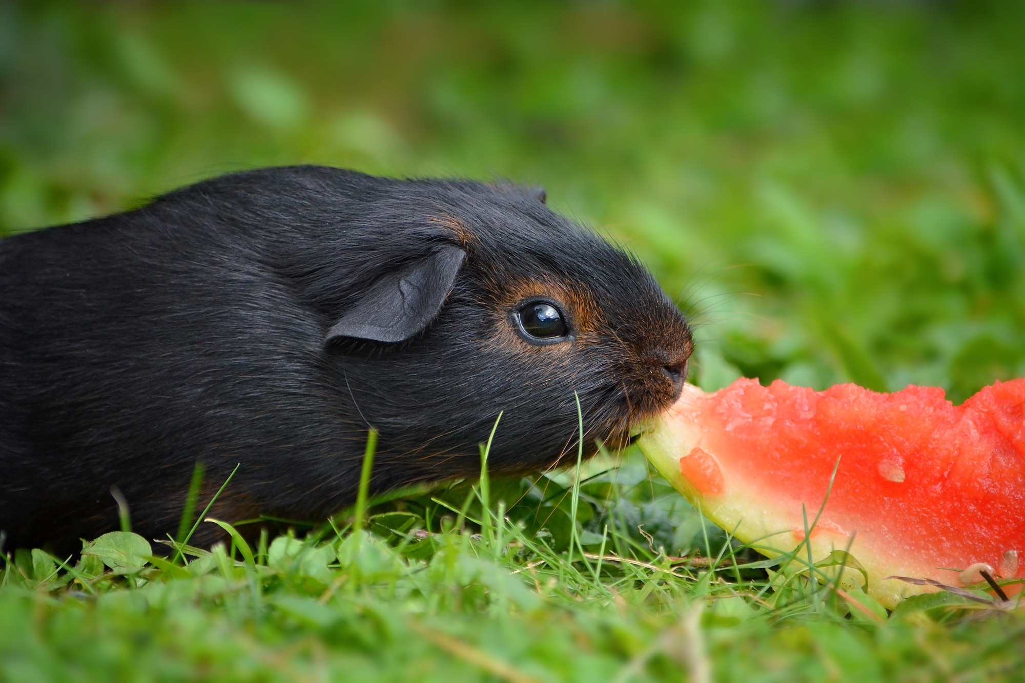 black guinea pig eating a watermelon