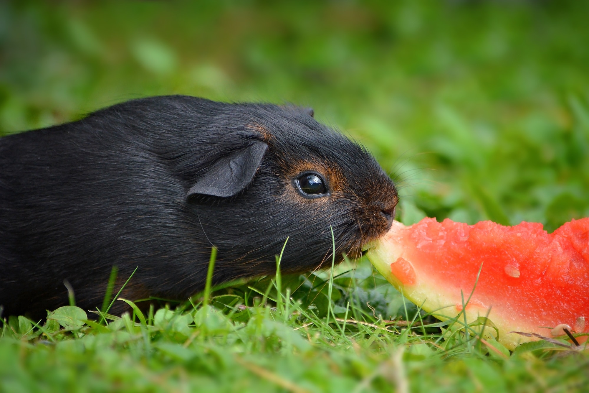 1280x1024 Wallpaper Black Guinea Pig Eating A Watermelon Peakpx