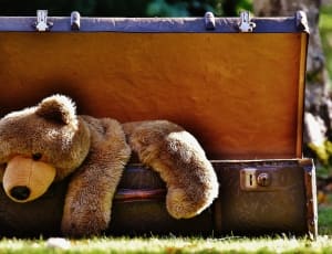 brown teddy bear and storage box thumbnail