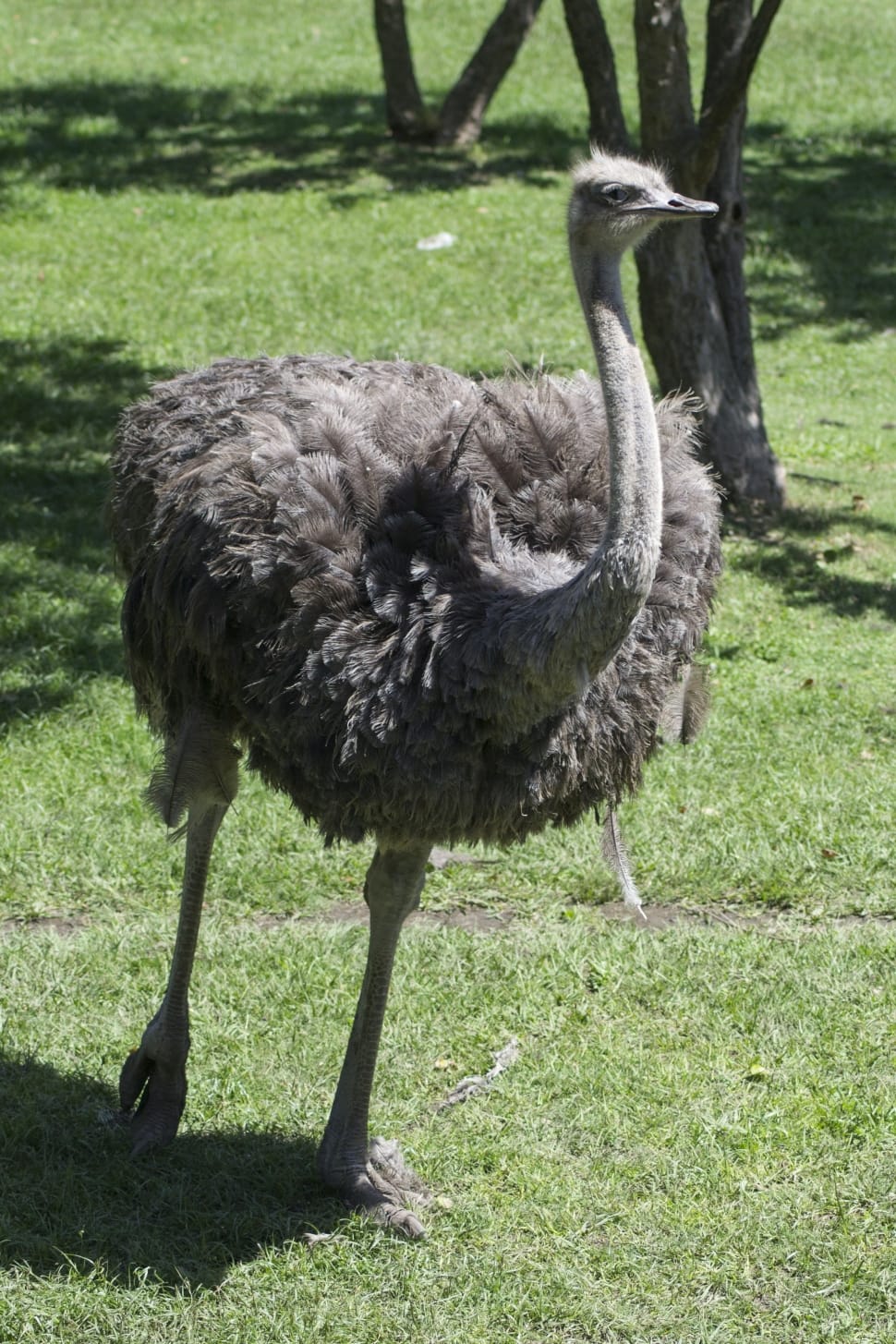 gray ostrich preview
