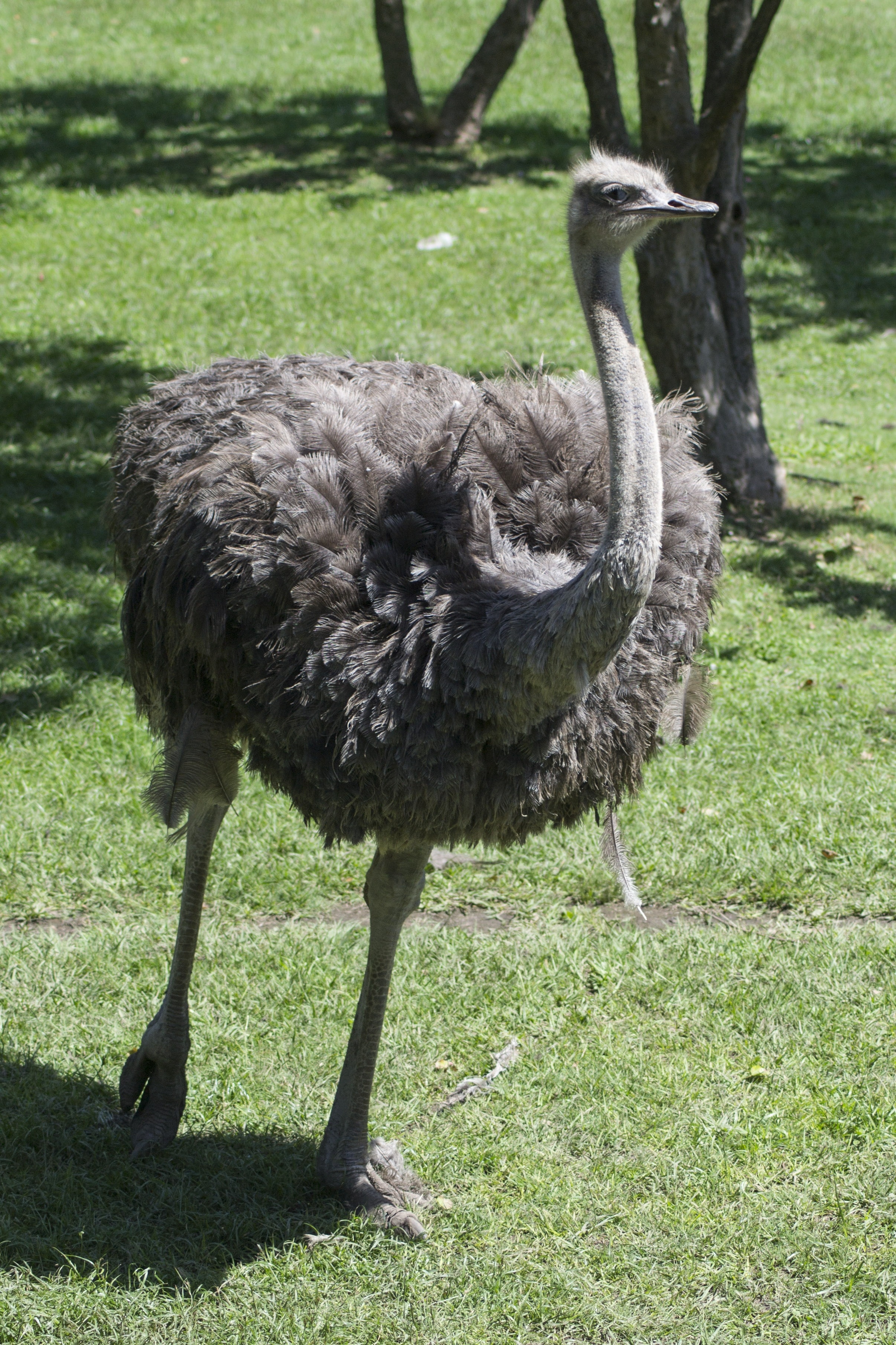 gray ostrich