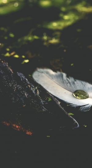 water droplet on white bird feather thumbnail