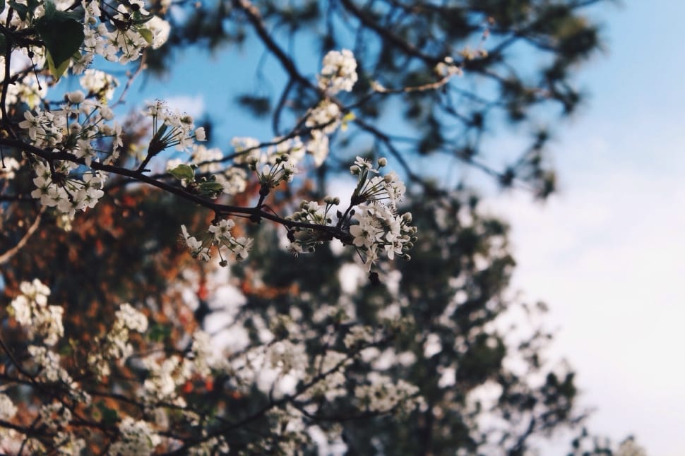 flower, white, petal, bloom, tree, nature preview