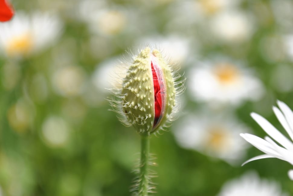Bloom, Poppy Bud, Mack, Flowers, May, growth, focus on foreground preview
