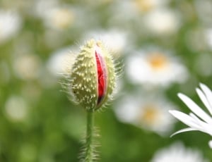 Bloom, Poppy Bud, Mack, Flowers, May, growth, focus on foreground thumbnail