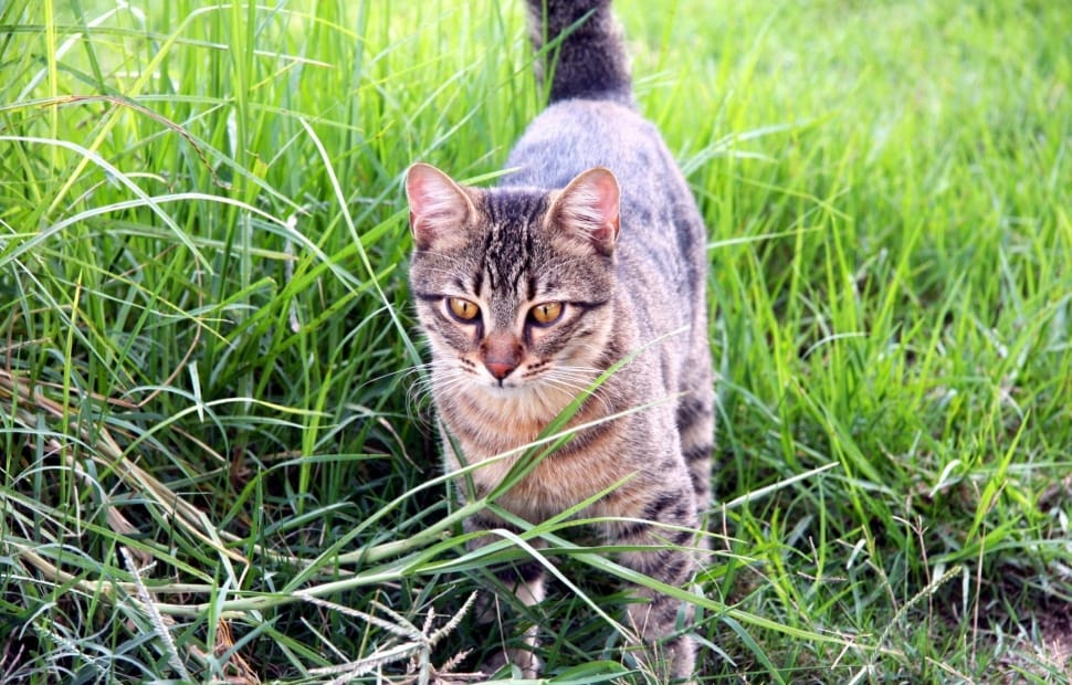 Kitten, Pet, Cat, Domestic, Feline, domestic cat, grass free image | Peakpx