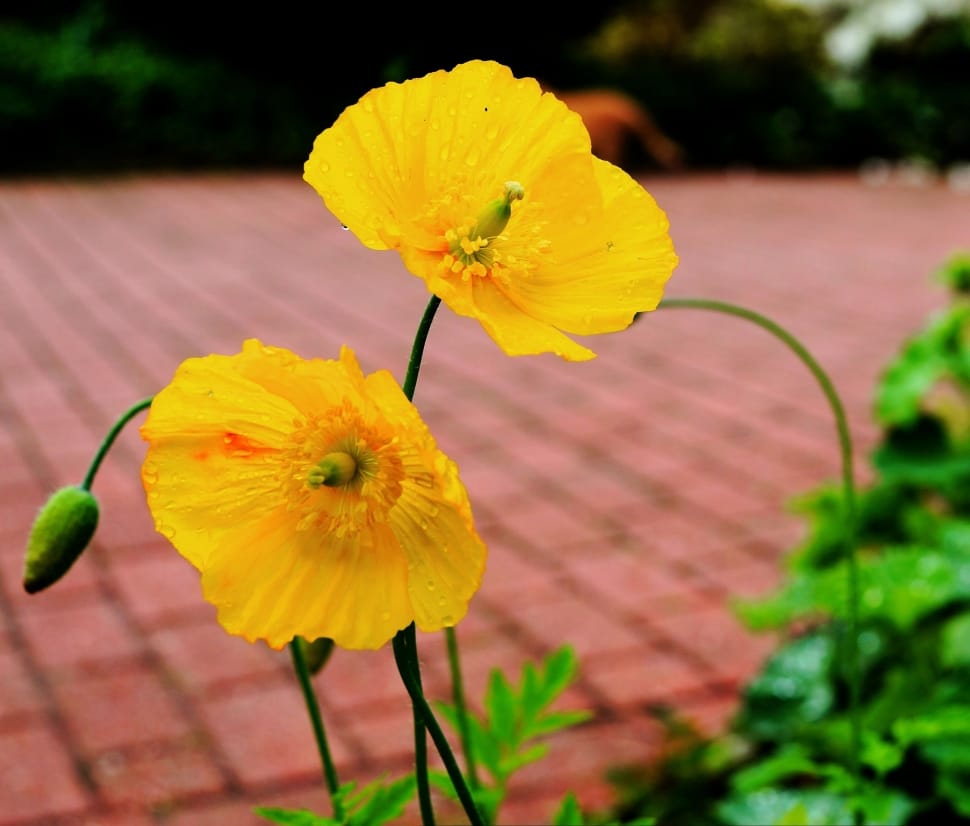 two yellow flowers preview