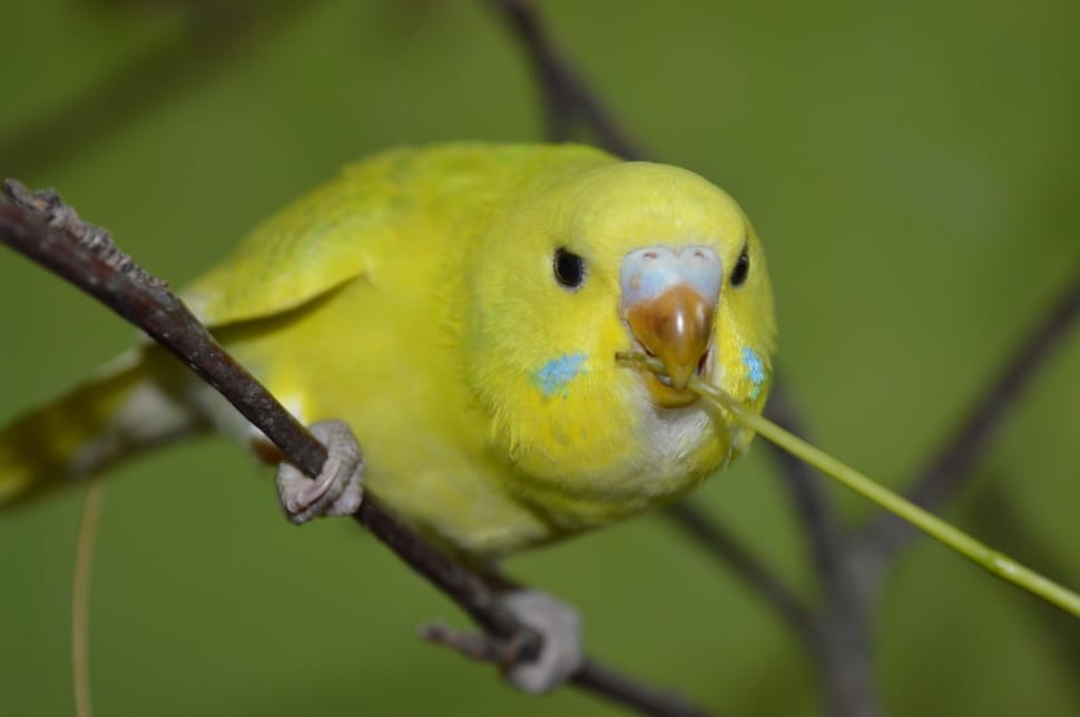 Budgie, Curious, Eat, one animal, animal themes preview