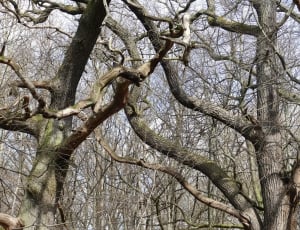 Nature, Tree, Spring, Mood, Forest, tree, branch thumbnail