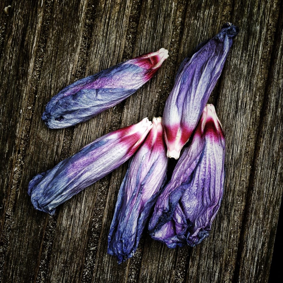 5 purple flower petals preview