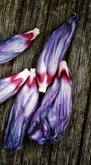 5 purple flower petals thumbnail