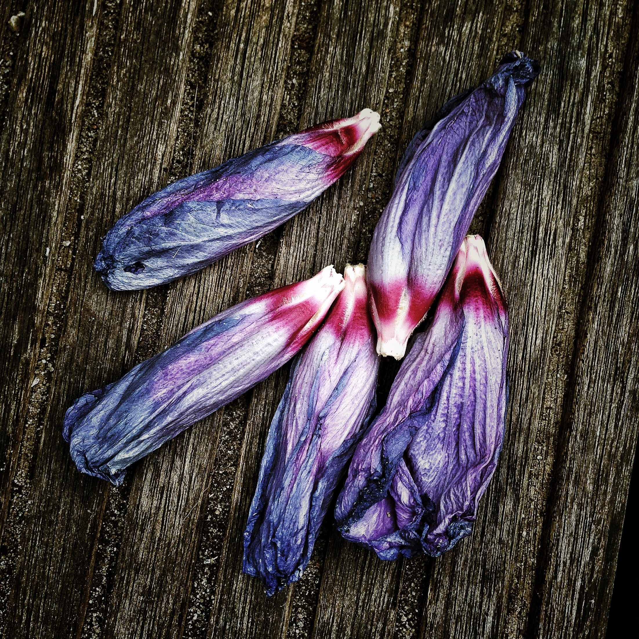 5 purple flower petals
