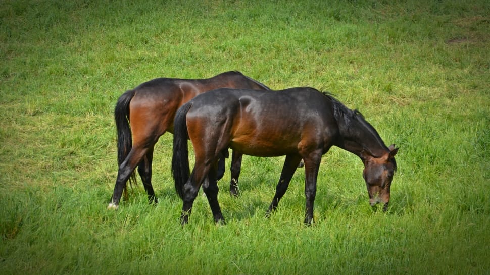2 brown and black horses preview