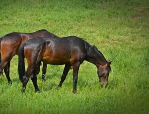 2 brown and black horses thumbnail